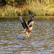 Red Kite Fishing